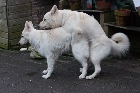 Zwitserse witte herders Enjoy en Easy Zwitserse witte herders Enjoy en Easy
