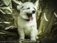 Foto's gemaakt op 16 mei 2017 pup Reu Paars Oliver Foto's gemaakt op 16 mei 2017 pup Reu Paars Oliver