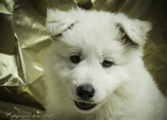 Foto's gemaakt op 16 mei 2017 pup teef rose Osa Foto's gemaakt op 16 mei 2017 pup teef rose Osa
