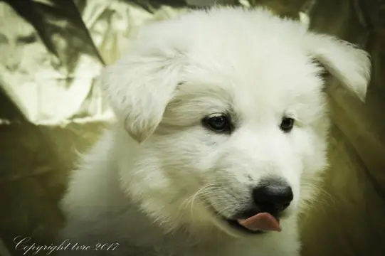 Foto's gemaakt op 16 mei 2017 pup teef red Alaska Foto's gemaakt op 16 mei 2017 pup teef red Alaska