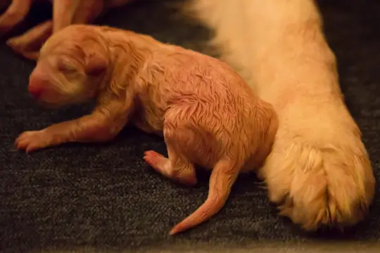 Zwitserse witte herder Misthy's Friend O nest Pupje 6 reutje Zwitserse witte herder Misthy's Friend O nest Pupje 6 reutje