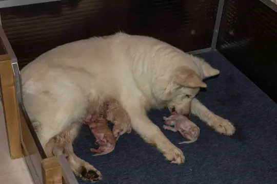 Zwitserse witte herder Misthy's Friend O nest 6 Pupje en poetsen maar Zwitserse witte herder Misthy's Friend O nest 6 Pupje en poetsen maar