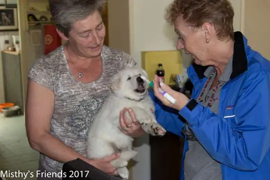 Bezoek dierenarts op 10 mei 2017 pup reu purple Oliver Bezoek dierenarts op 10 mei 2017 pup reu purple Oliver
