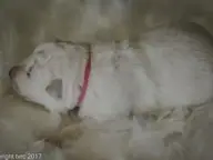 Foto's gemaakt op 8 april 2017 pup Teef Roze Foto's gemaakt op 8 april 2017 pup Teef Roze