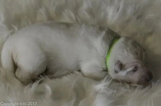 Foto's gemaakt op 8 april 2017 pup Reu Groen Foto's gemaakt op 8 april 2017 pup Reu Groen