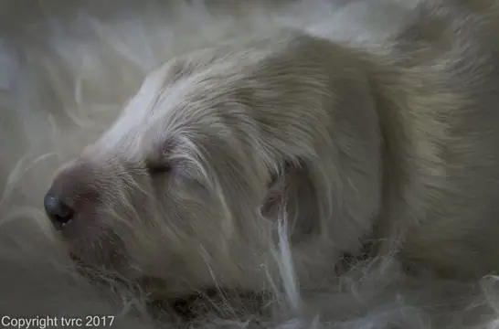 Foto's gemaakt op 8 april 2017 pup Reu Wit Foto's gemaakt op 8 april 2017 pup Reu Wit