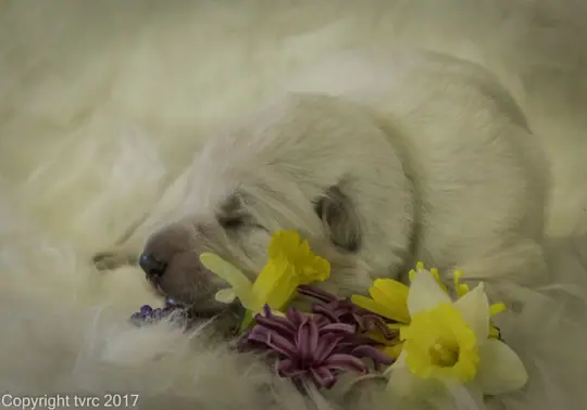 Foto's gemaakt op 11 april 2017 pup Reu Groen Foto's gemaakt op 11 april 2017 pup Reu Groen