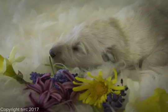 Foto's gemaakt op 11 april 2017 pup Zonder bandje Foto's gemaakt op 11 april 2017 pup Zonder bandje