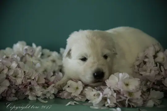 Foto's gemaakt op 18 april 2017 pup Reu White Foto's gemaakt op 18 april 2017 pup Reu White