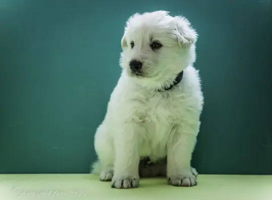 Foto's gemaakt op 2 mei 2017 pup reu paars Oliver Foto's gemaakt op 2 mei 2017 pup reu paars Oliver