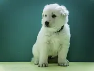 Foto's gemaakt op 2 mei 2017 pup reu paars Oliver Foto's gemaakt op 2 mei 2017 pup reu paars Oliver