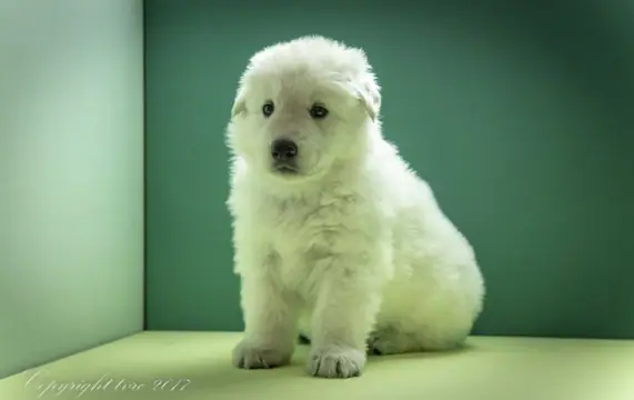 Foto's gemaakt op 2 mei 2017 pup Teef Rood Alaska Foto's gemaakt op 2 mei 2017 pup Teef Rood Alaska
