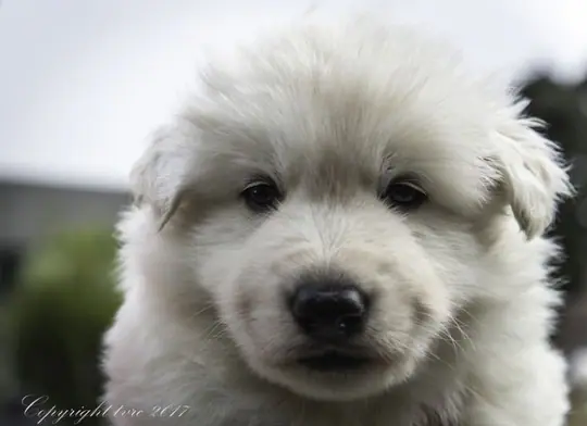 Foto's gemaakt op 2 mei 2017 pup Foto's gemaakt op 2 mei 2017 pup reu bruin Solar Foto's gemaakt op 2 mei 2017 pup Foto's gemaakt op 2 mei 2017 pup reu bruin Solar