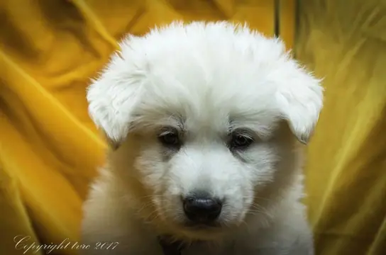 Foto's gemaakt op 9 mei 2017 pup reu purple Oliver Foto's gemaakt op 9 mei 2017 pup reu purple Oliver