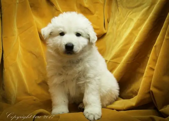 Foto's gemaakt op 9 mei 2017 pup Teef Rood Alaska Foto's gemaakt op 9 mei 2017 pup Teef Rood Alaska