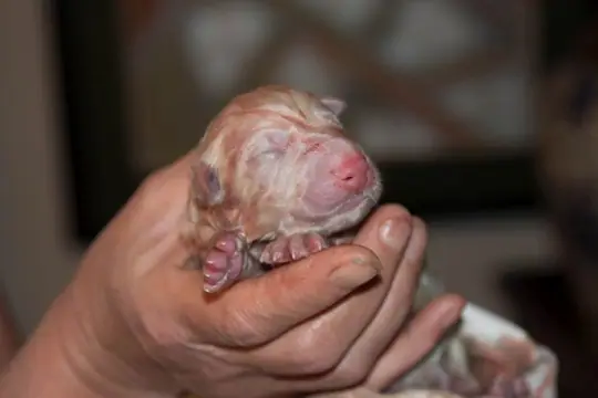 Zwitserse witte herder Misthy's Friend O nest Pupje 4 reu Zwitserse witte herder Misthy's Friend O nest Pupje 4 reu