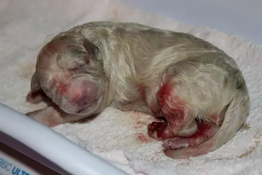 Zwitserse witte herder Misthy's Friend O nest Pupje 5 teefje Zwitserse witte herder Misthy's Friend O nest Pupje 5 teefje