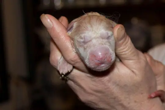Zwitserse witte herder Misthy's Friend O nest Pupje 6 Zwitserse witte herder Misthy's Friend O nest Pupje 6