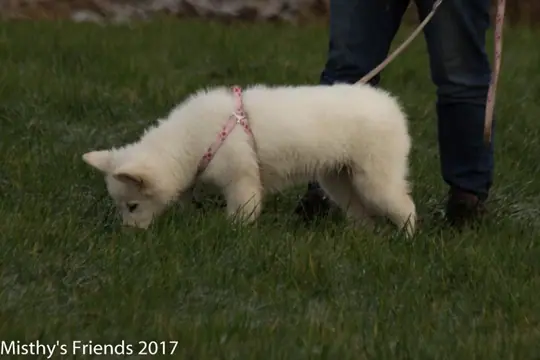 Misthy's Friend Nikita - foto 9