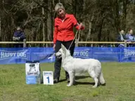 20 april 2017 Kampioenschapsclubmatch ZWHVN - Misthy's Friend Nikita - foto 1