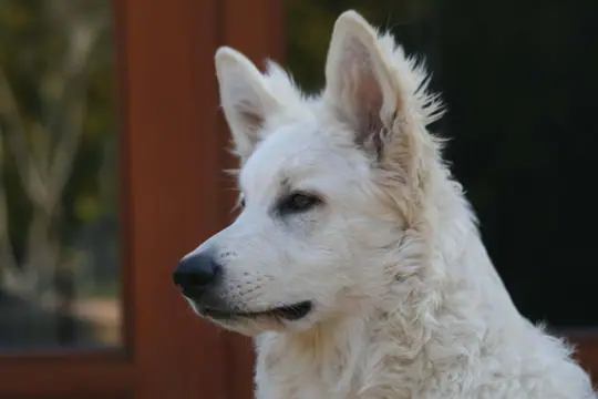 Zwitserse witte herder reu Nio 2017 Zwitserse witte herder reu Nio 2017