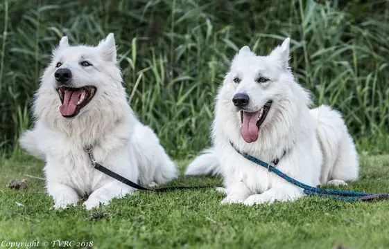 Zwitserse witte herder reu Nio en Easy Zwitserse witte herder reu Nio en Easy