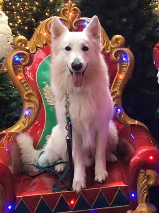 Misthy's Friend Solar Kerst 2019