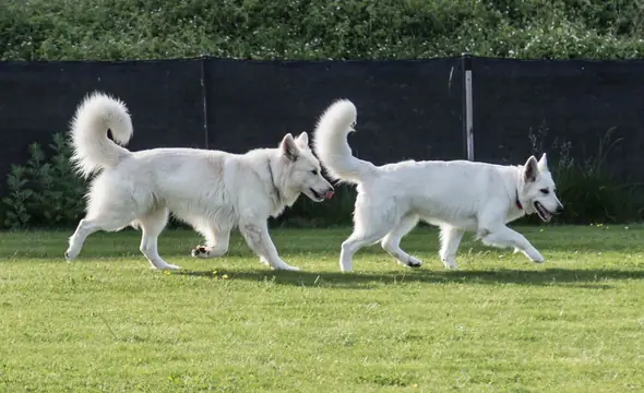 Misthy's Friend Lola en Easy voor de dekking Misthy's Friend Lola en Easy voor de dekking