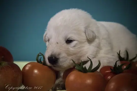 Zwitserse witte herder p nest foto's 15 augustus 2017 pupje Reu Wit Zwitserse witte herder p nest foto's 15 augustus 2017 pupje Reu Wit