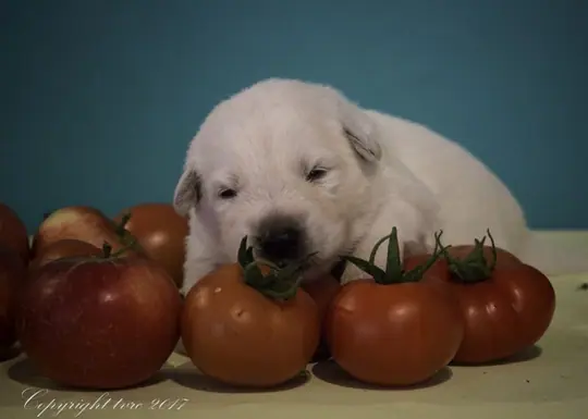 Zwitserse witte herder p nest foto's 15 augustus 2017 pupje reu Rood Zwitserse witte herder p nest foto's 15 augustus 2017 pupje reu Rood