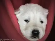 Zwitserse witte herder p nest foto's 22 augustus 2017 pupje Groen Zwitserse witte herder p nest foto's 22 augustus 2017 pupje Groen