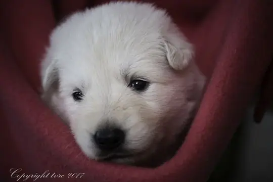 Zwitserse witte herder p nest foto's 22 augustus 2017 pupje Teef Geel Zwitserse witte herder p nest foto's 22 augustus 2017 pupje Teef Geel