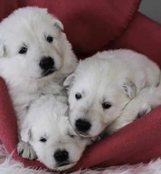 Zwitserse witte herder p nest foto's 22 augustus 2017 gezellig samen Zwitserse witte herder p nest foto's 22 augustus 2017 gezellig samen