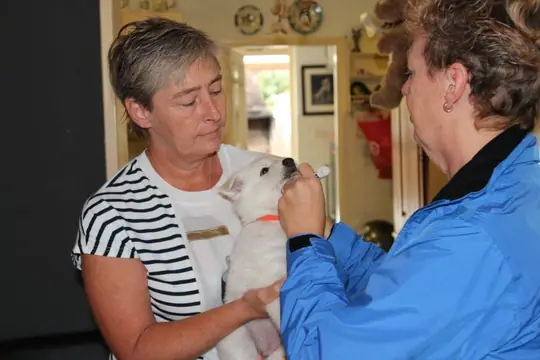 Bezoek chipper aan het P nest op 7 september 2017 aan de beurt is: Pippa Bezoek chipper aan het P nest op 7 september 2017 aan de beurt is: Pippa
