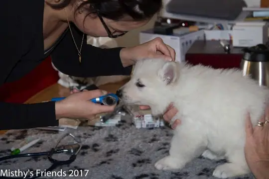 Dierenarts bezoek 13 september 2017 P nest Pup: Pax Dierenarts bezoek 13 september 2017 P nest Pup: Pax