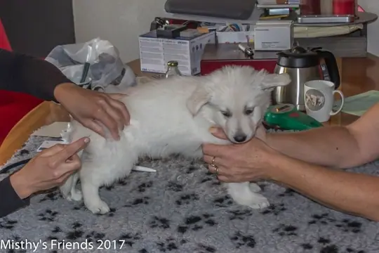Dierenarts bezoek 13 september 2017 P nest Pup: reu Prins Romeo Dierenarts bezoek 13 september 2017 P nest Pup: reu Prins Romeo