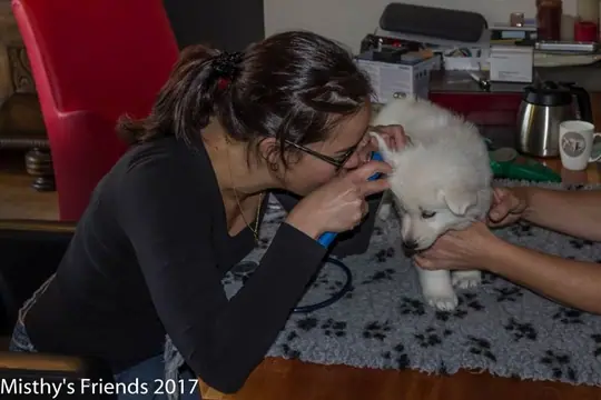 Dierenarts bezoek 13 september 2017 P nest Pup: reu Bruin Dierenarts bezoek 13 september 2017 P nest Pup: reu Bruin