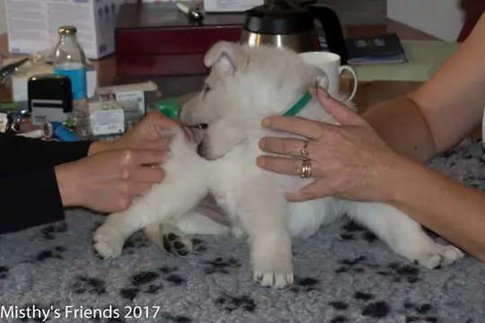 Dierenarts bezoek 13 september 2017 P nest Pup: Teef Puma Dierenarts bezoek 13 september 2017 P nest Pup: Teef Puma
