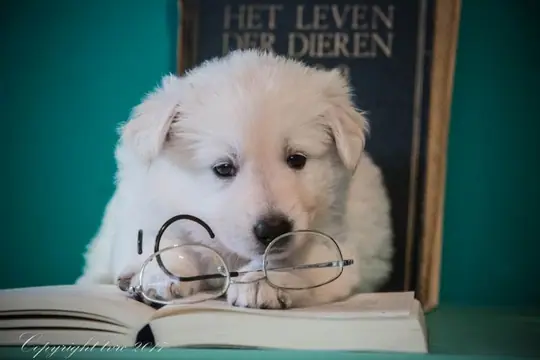 Foto's gemaakt op 5 september 2017 p nest pupje: Romeo Foto's gemaakt op 5 september 2017 p nest pupje: Romeo