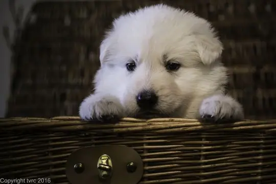 Zwitserse witte herder p nest foto's 22 augustus 2017 pupje Reu Bruin Prins Arlo Zwitserse witte herder p nest foto's 22 augustus 2017 pupje Reu Bruin Prins Arlo