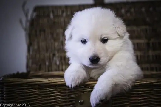 Zwitserse witte herder p nest foto's 22 augustus 2017 pupje Teef Geel Puck Zwitserse witte herder p nest foto's 22 augustus 2017 pupje Teef Geel Puck