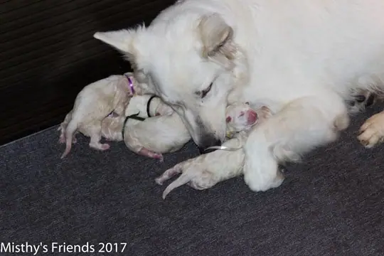 Geboorte P nest Zwitserse witte herder op 1 augustus 2017 1 Geboorte P nest Zwitserse witte herder op 1 augustus 2017 1