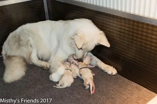 Geboorte P nest Zwitserse witte herder op 1 augustus 2017 3 Geboorte P nest Zwitserse witte herder op 1 augustus 2017 3