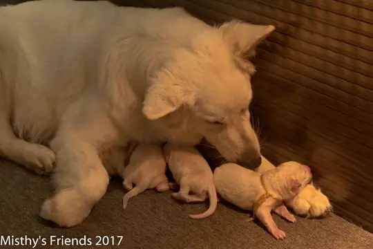 Geboorte P nest Zwitserse witte herder op 1 augustus 2017 4 Geboorte P nest Zwitserse witte herder op 1 augustus 2017 4