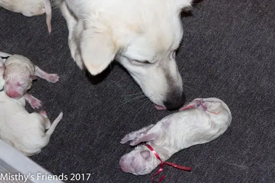 Geboorte P nest Zwitserse witte herder op 1 augustus 2017 10 Geboorte P nest Zwitserse witte herder op 1 augustus 2017 10