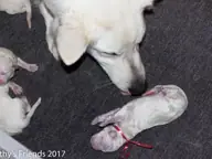Geboorte P nest Zwitserse witte herder op 1 augustus 2017 10 Geboorte P nest Zwitserse witte herder op 1 augustus 2017 10