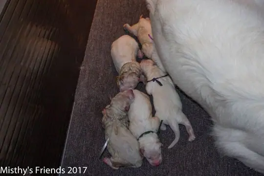 Geboorte P nest Zwitserse witte herder op 1 augustus 2017 12 Geboorte P nest Zwitserse witte herder op 1 augustus 2017 12