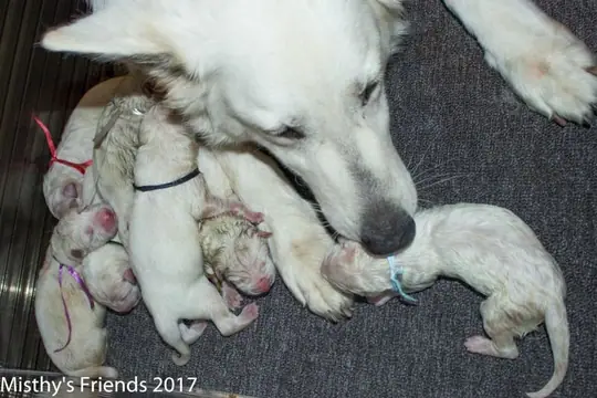 Geboorte P nest Zwitserse witte herder op 1 augustus 2017 16 Geboorte P nest Zwitserse witte herder op 1 augustus 2017 16