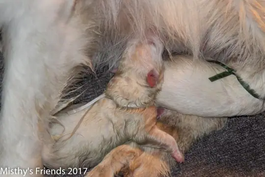 Geboorte P nest Zwitserse witte herder op 1 augustus 2017 18 Geboorte P nest Zwitserse witte herder op 1 augustus 2017 18