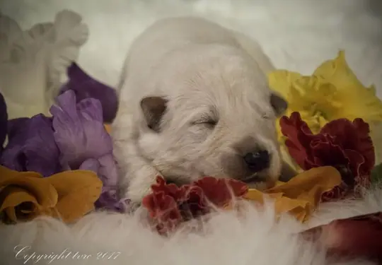 Zwitserse witte herder Misthy's friends P nest pupje Reu Wit Zwitserse witte herder Misthy's friends P nest pupje Reu Wit